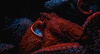A Dip In The Deep: How Cool Can Ocean Exploration Be!