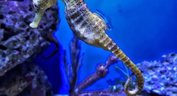 Diving into the Enchanting Underwater World