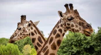 Exploring Tech-Zoos and Their Incredible Innovations