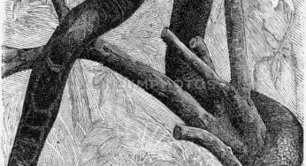 What if the Titanoboa Never Went Extinct?