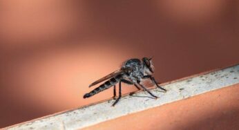 A World Without Mosquitoes: 4 Negative Impacts