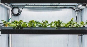 Vertical Farming: A Sustainable Agriculture Method