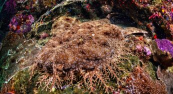 The Autonomous Vehicles For Ocean Exploration